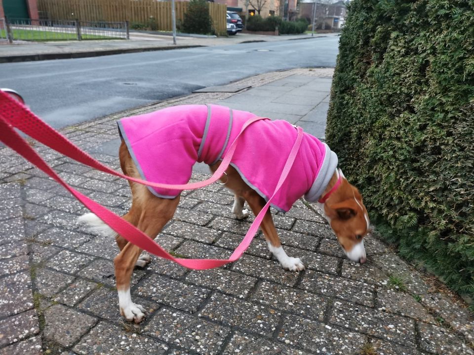 Podenco Mischling Elsa: Schönheit sucht lieben Familienanschluß in Nordenham