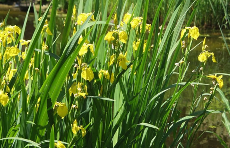 Gelbblühende Sumpf-Schwertlilie (Iris pseudacorus) zu verschenken in Reutlingen