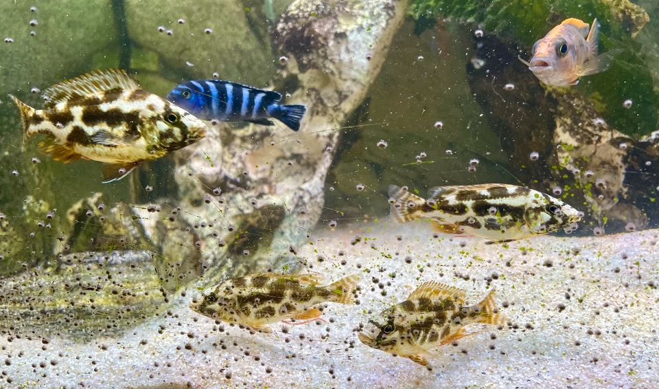 4er Gruppe Nimbochromis Livingstonii* Malawi Giraffen Buntbarsche in Weibersbrunn