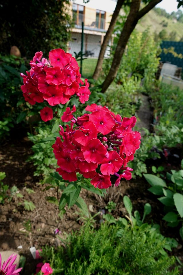 Hohe Flammenblume 'Newbird' Phlox paniculata Staude duftend in Liebenau