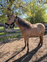 Pferd, Pony , Deutsches Reitpony Bayern - Wasserburg am Inn Vorschau