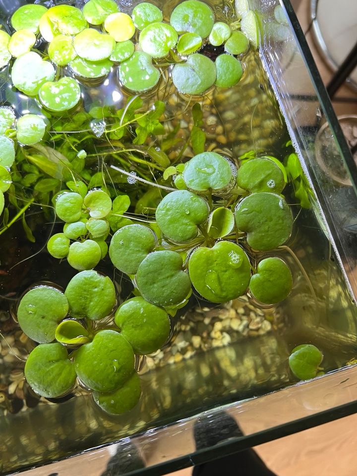 Froschbiss Schwimmpflanze Aquarium Pflanze Moos Fische Teich in Halstenbek