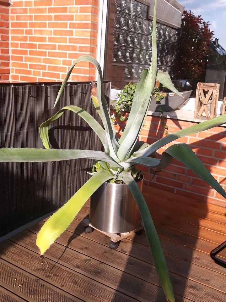 Große Agave 160 cm Garten Pflanze in Mönchengladbach