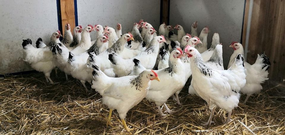 Huhn-Hühner-Hahn-Hennen Sussex, Maran, Grünleger, Leghorn........ in Dresden