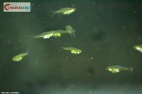 Smaragdbärbling Microdevario kubotai Minifsch Aquariumfisch Nordrhein-Westfalen - Krefeld Vorschau