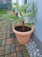 Schöne Washingtonia Robusta Palmen Nordrhein-Westfalen - Soest Vorschau