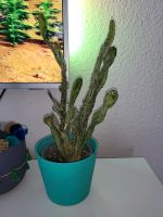 Kaktus groß, Zimmerpflanze mit Übertopf, cactus Bielefeld - Bielefeld (Innenstadt) Vorschau