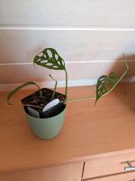 Monstera acuminata Nordrhein-Westfalen - Stadtlohn Vorschau