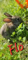 Zwergkaninchen Mix Brandenburg - Ludwigsfelde Vorschau