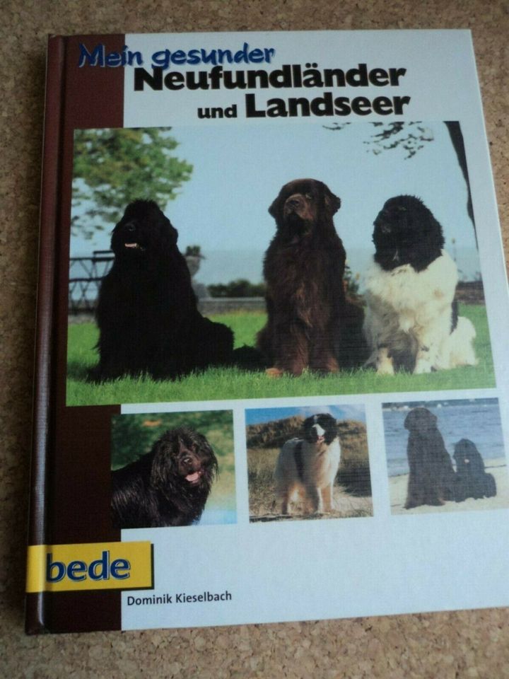 Mein gesunder Neufundländer und Landseer in Am Mellensee