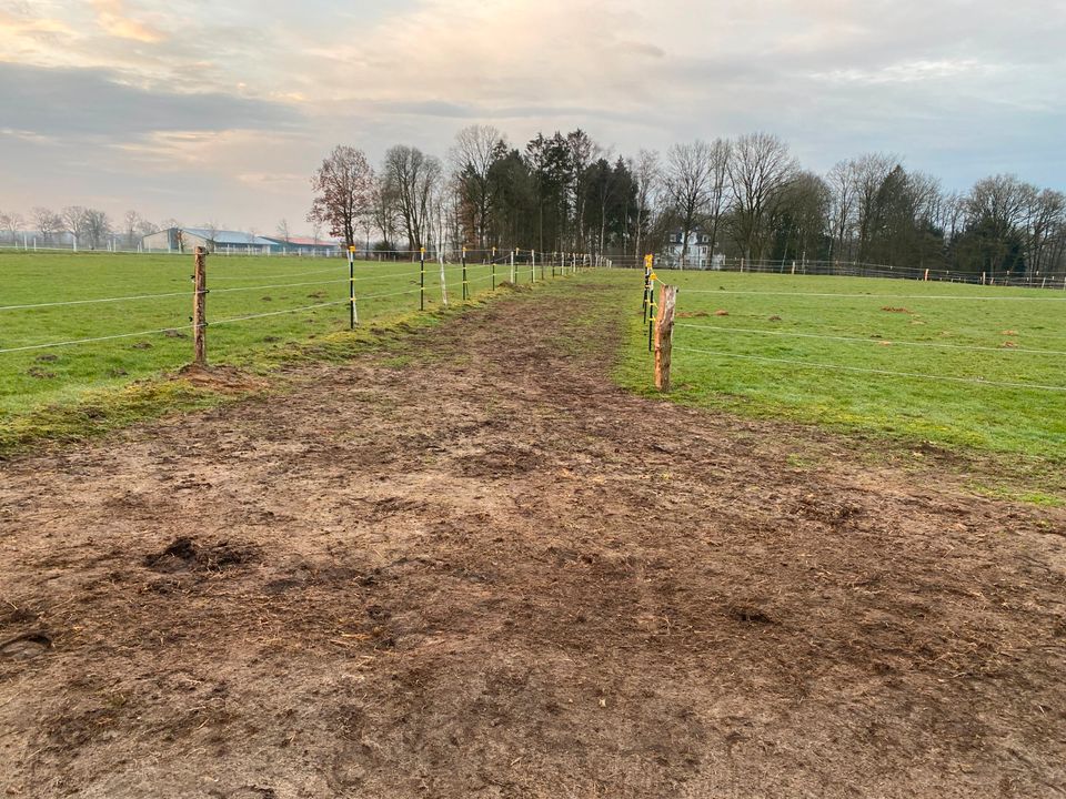 Nur 1 Offenstallplatz mit Paddocktrail frei in 22929 Rausdorf in Rausdorf