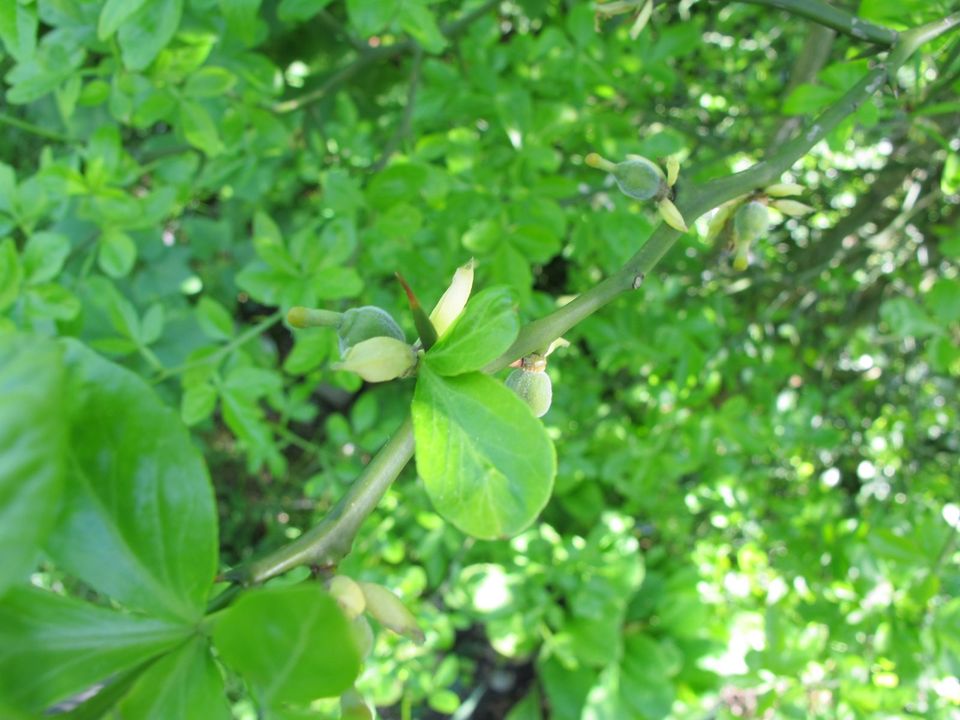 Jungpflanzen von Poncirus trifoliata Bitterorange in Singen