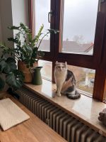 Katze sucht ein neues Zuhause mit Freigang Bayern - Vöhringen Vorschau