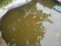 Goldfische abzugeben Neumünster - Wasbek Vorschau