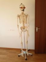 Anatomie Skelett lebensgroß mit Ständer München - Schwabing-West Vorschau