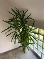 Yucca Palme Niedersachsen - Holzminden Vorschau