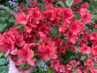 Azalee Japanischer Rhododendron winterhart rotblühend versch Größ Hamburg Barmbek - Hamburg Barmbek-Süd  Vorschau