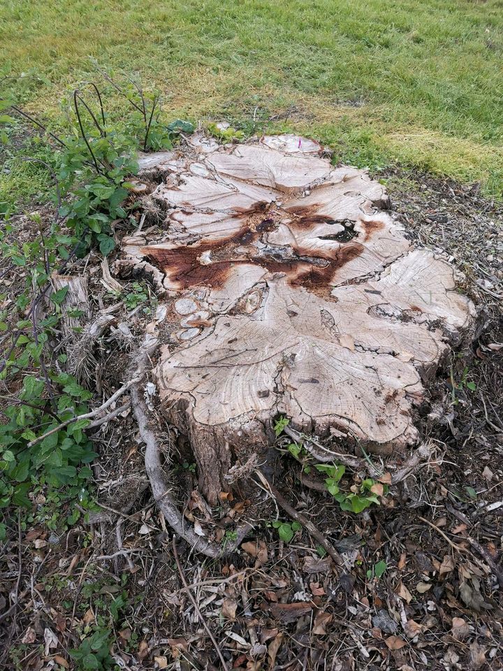 Baumfräse wurzelstockentfernen Baumstumpf in Rheinfelden (Baden)