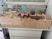 Hamstergehege mit Zubehör Hamburg - Wandsbek Vorschau