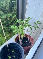 Verschiedene Tomaten Pflanzen abzugeben, Hessen - Hanau Vorschau