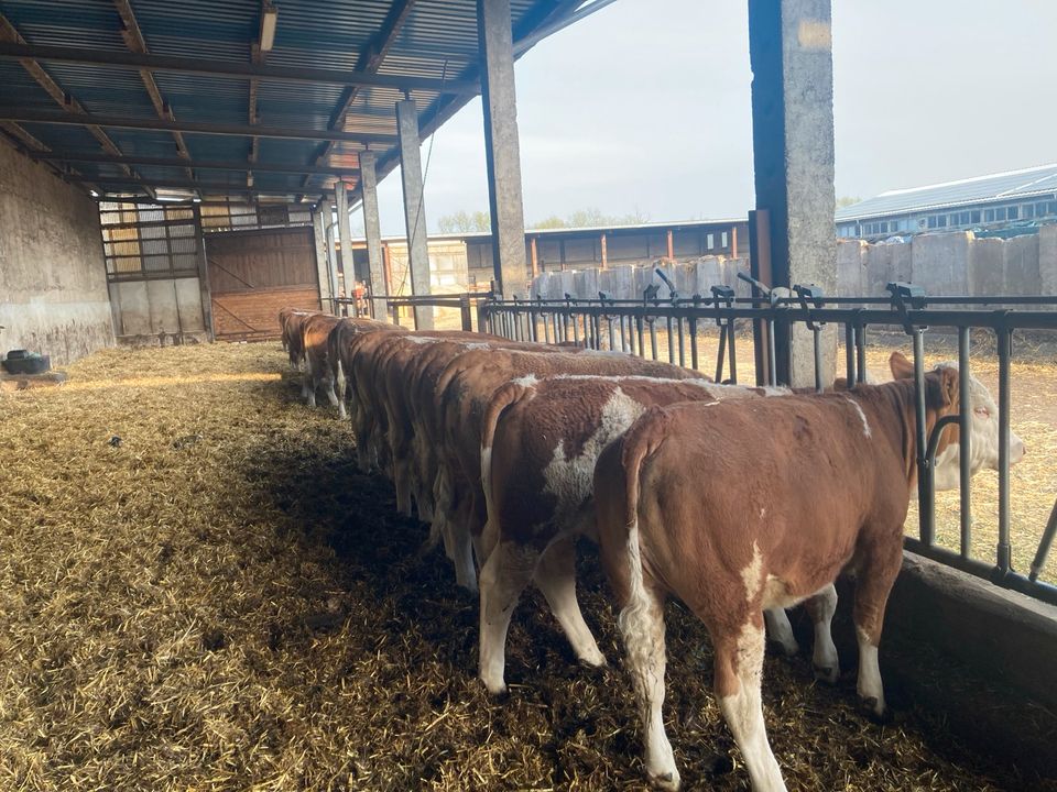 Fleckvieh Simmental in Wurzen