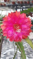 Epiphyllum - Blattkakteen- Kaktus Hannover - Mitte Vorschau