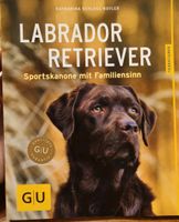 Labrador Retriever Sportskanone mit Familiensinn Brandenburg - Blankenfelde-Mahlow Vorschau