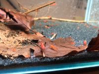 Garnelen Rote Neocaridina Hessen - Nüsttal Vorschau