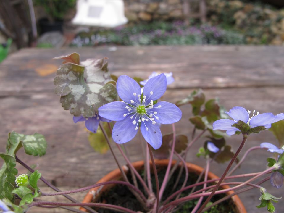 15 Samen Leberblümchen Hepatica nobilis BLAU Blattzeichnung in Singen