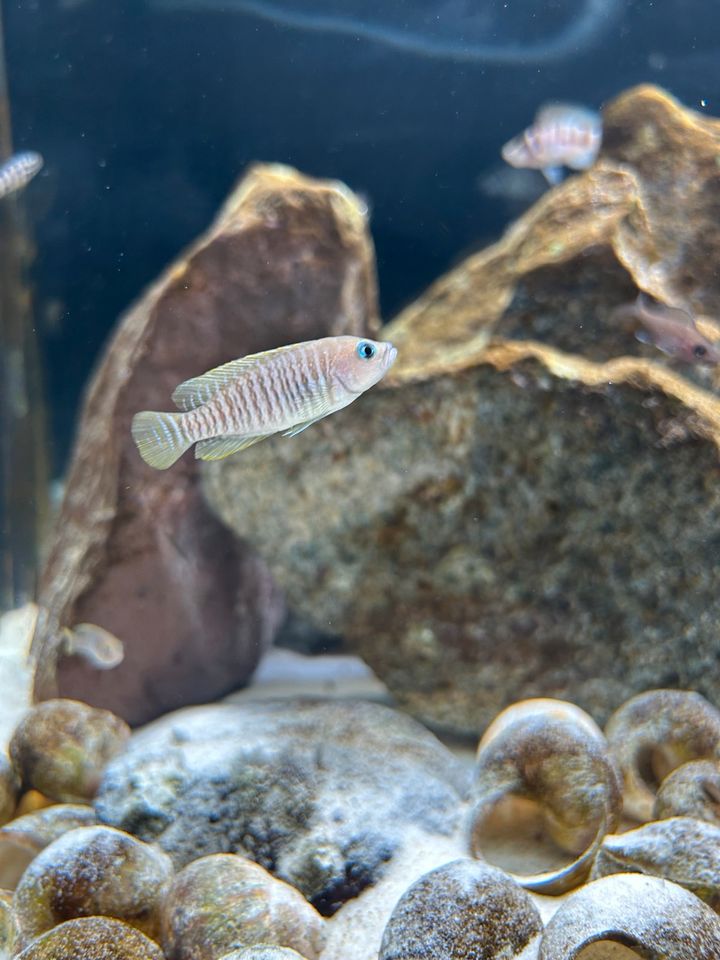 Neolamprologus multifasciatus in Düsseldorf