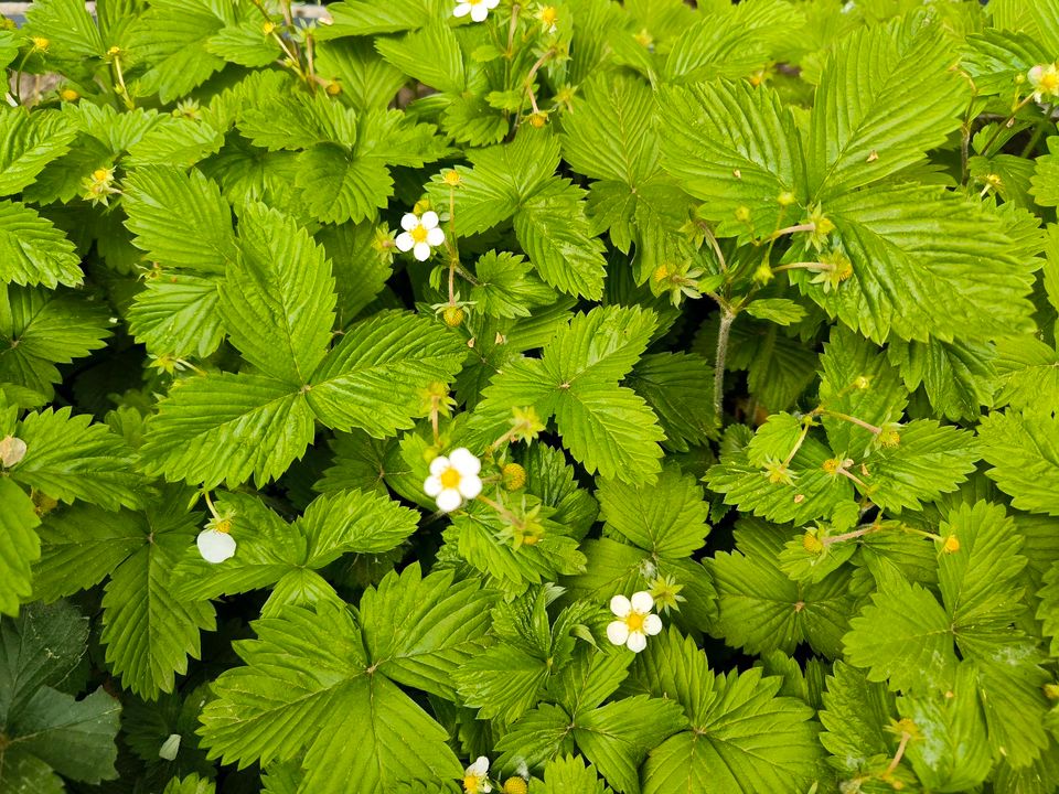 Walderdbeeren Pflanzen zu tauschen in Mannheim