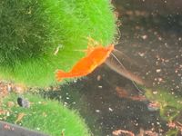 Zwerggarnelen Neocaridina Davidi ORANGE SAKURA - RED FIRE Bayern - Seubersdorf Vorschau