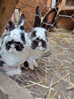 2 Kaninchen abzugeben Niedersachsen - Krelinger Bruch Vorschau