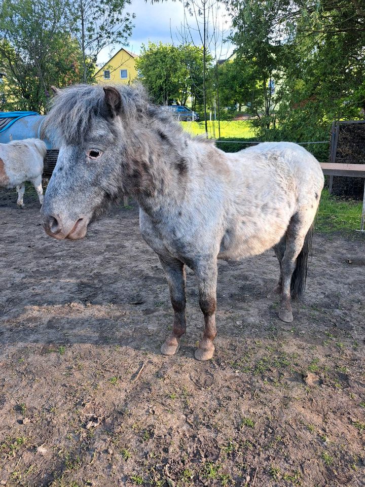 Shetty Hengst in Niederndodeleben