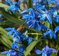 Buckfast Miniplus Mini-Plus Bienen Volk legende Königin Sachsen - Scheibenberg Vorschau