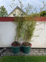Bambus zum Einpflanzen Hessen - Bad Hersfeld Vorschau