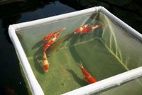 Fisch-Gehege, Hälternetz 10mm Masche f. Koi Karpfen, Fischgehege Bayern - Freihung Vorschau