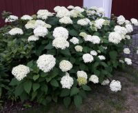 * Schneeballhortensie „Annabelle“, Blüte weiß, Strauch Brandenburg - Birkenwerder Vorschau