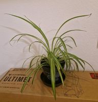 Zimmerpflanze / Grünlilie Hessen - Künzell Vorschau