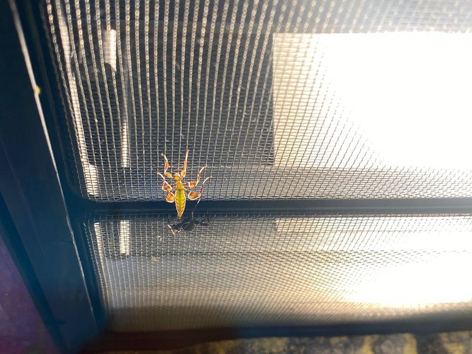 Wandelndes Blatt Nymphen in Leipzig