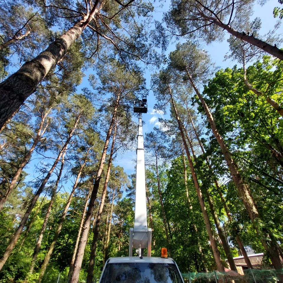 Baumpflege,Baumschneiden, Problembaum, Baumfällung, Sturmschäden in Königs Wusterhausen