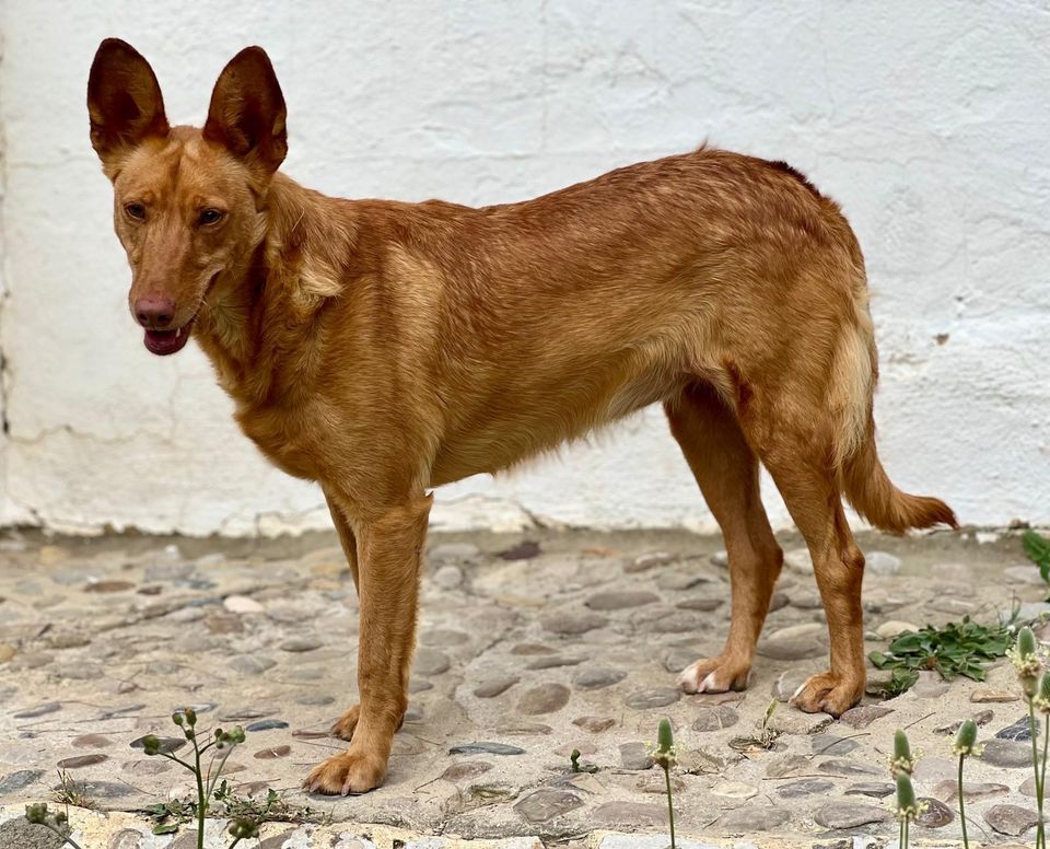 Izka Podenco Hündin in Grebenstein