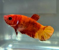 Betta splendens Koi Kampffisch Weibchen Dortmund - Aplerbeck Vorschau