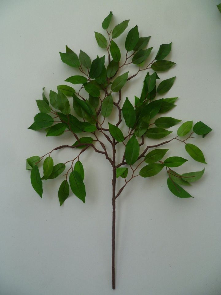 1 Zweig Blätter Ficus Benjamin,L = ca.50 cm, viele kl.Blätter in Hahnbach