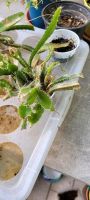 Pitahaya Drachenfrucht Kakteen Zimmerpflanze Hessen - Bad Homburg Vorschau