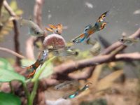 Endler Guppys Männchen Weibchen Nachzucht Nordfriesland - Bredstedt Vorschau