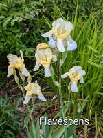 Schwertlilie Iris "Flavescens" historische Sorte abzugeben Niedersachsen - Wulfsen Vorschau
