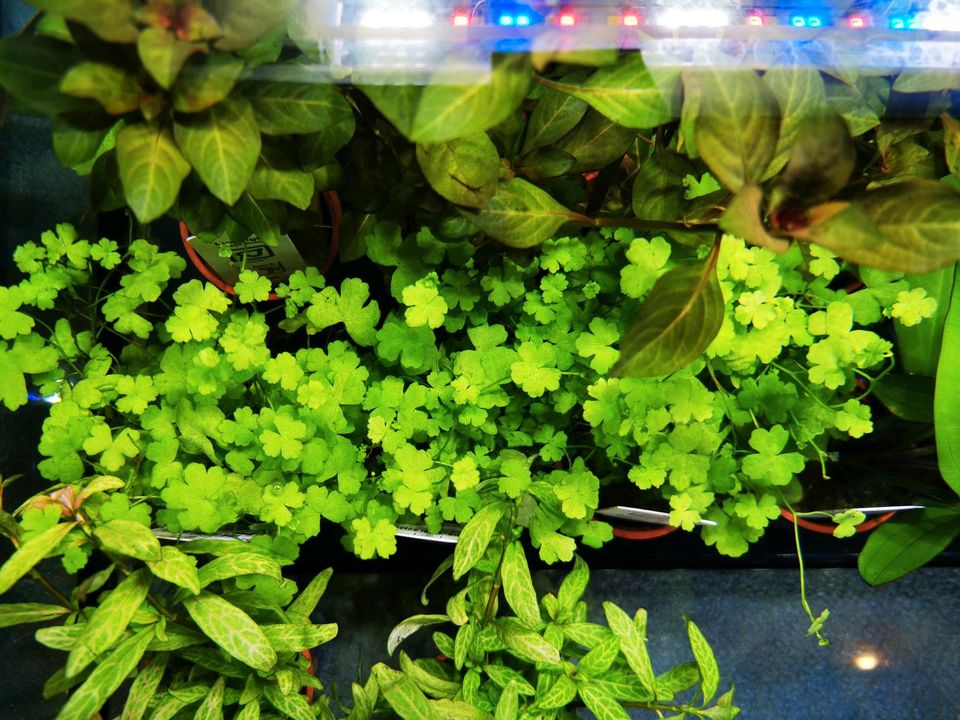55 Aquariumpflanzen Sortiment Wasserpflanzen Sets in Dietenheim