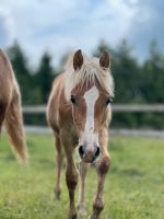 Haflinger-Hengst | Jährling | Haflinger-Fohlen Schleswig-Holstein - Seedorf Vorschau