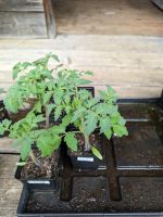 Tomatenpflanzen der Sorte St. Pierre Bio/Demeter Bayern - Teisendorf Vorschau